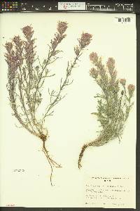 Castilleja angustifolia image