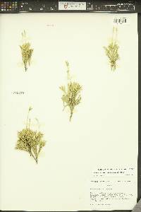 Diphasiastrum complanatum image