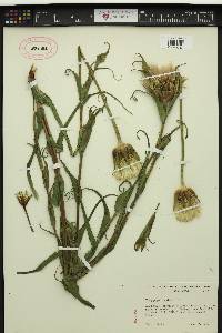 Tragopogon pratensis image