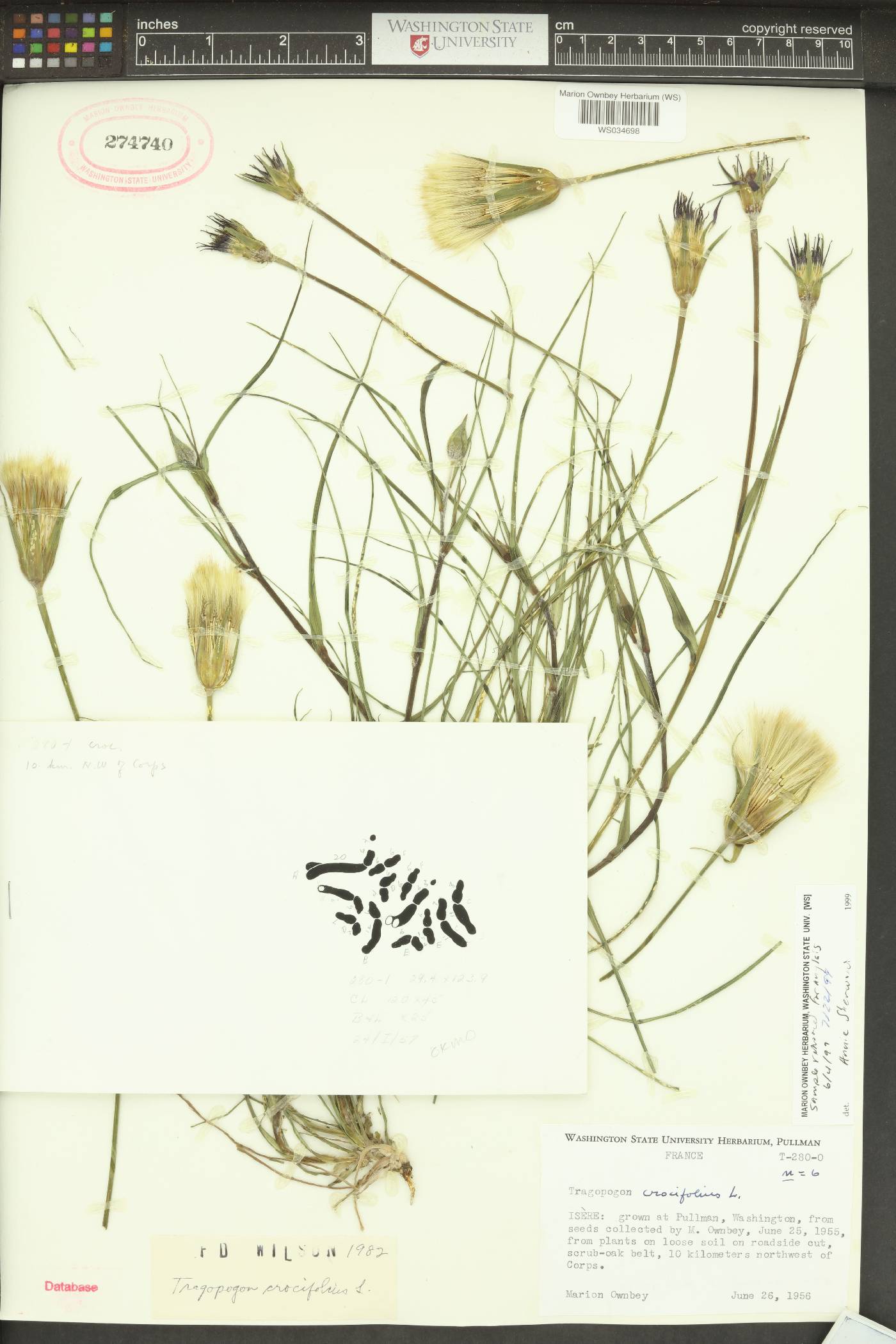 Tragopogon crocifolius image