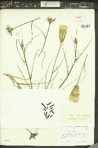 Tragopogon crocifolius image