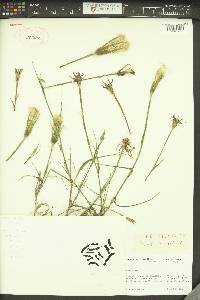 Tragopogon crocifolius image