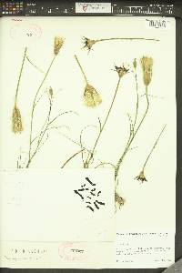 Tragopogon crocifolius image