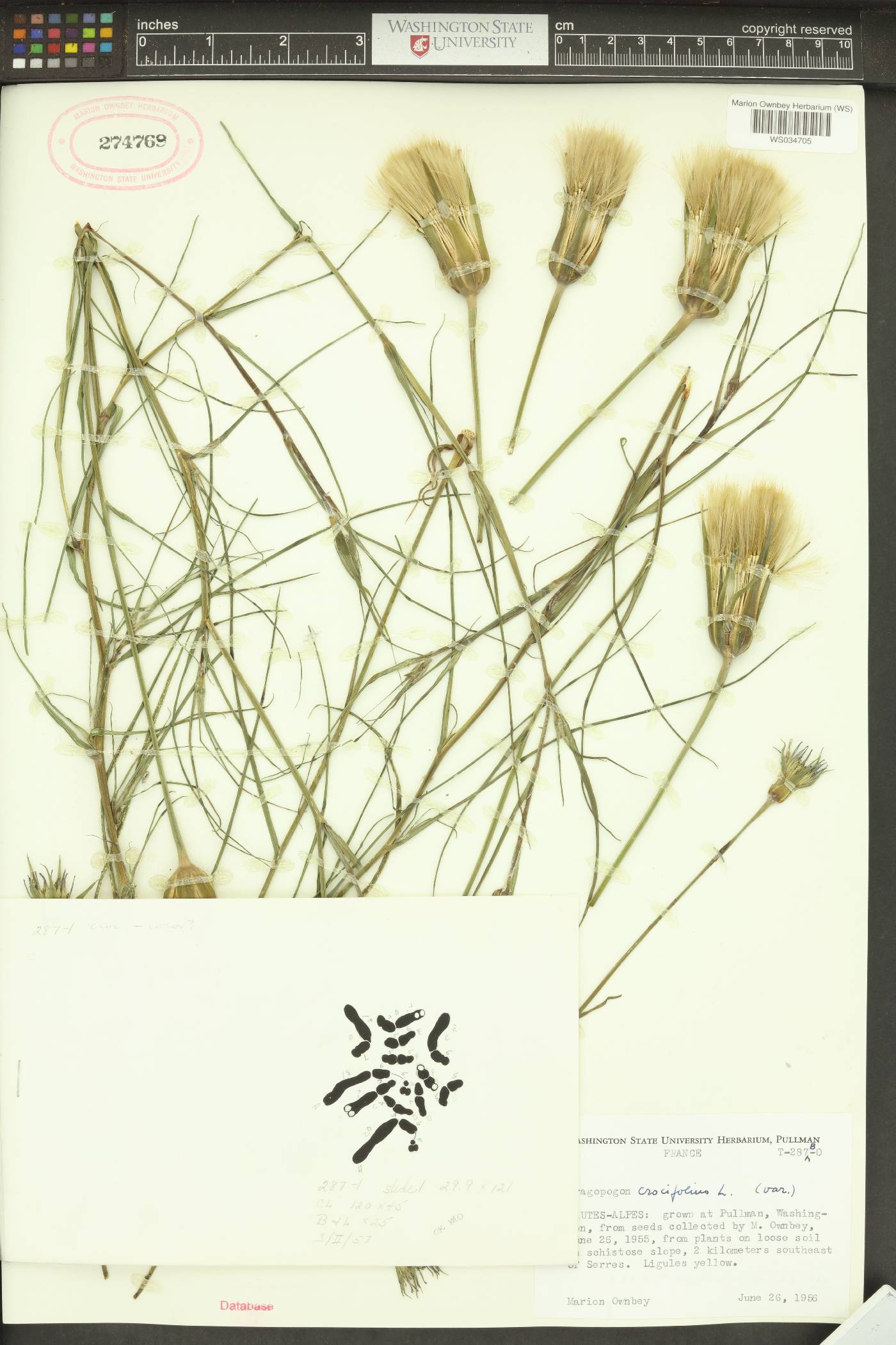 Tragopogon crocifolius image