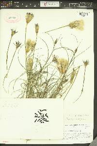 Tragopogon crocifolius image