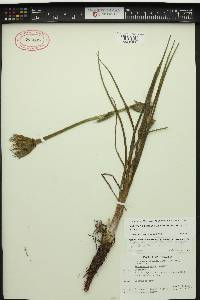 Tragopogon mirus image