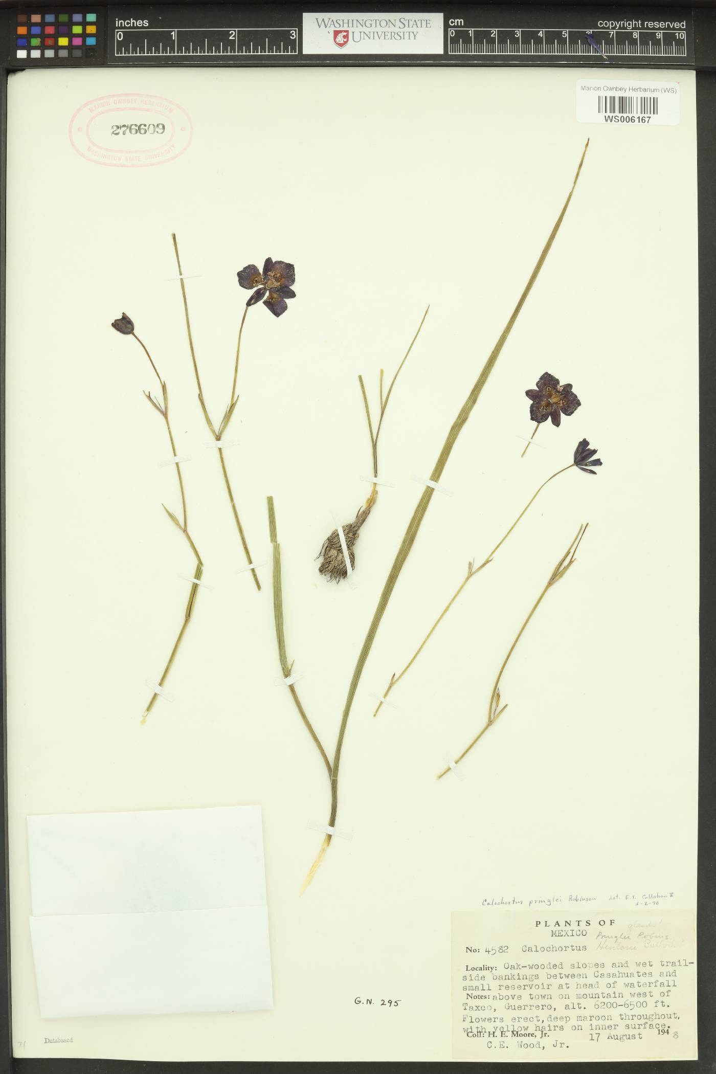 Calochortus pringlei image