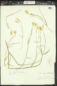 Calochortus barbatus image