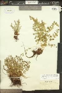 Woodsia oregana image