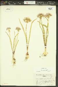 Allium tolmiei image