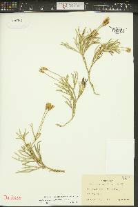 Diphasiastrum complanatum image