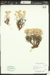 Eriogonum thymoides image