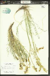 Astragalus leibergii image