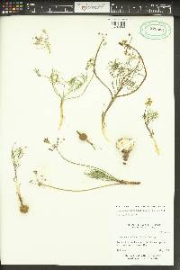 Lomatium farinosum image