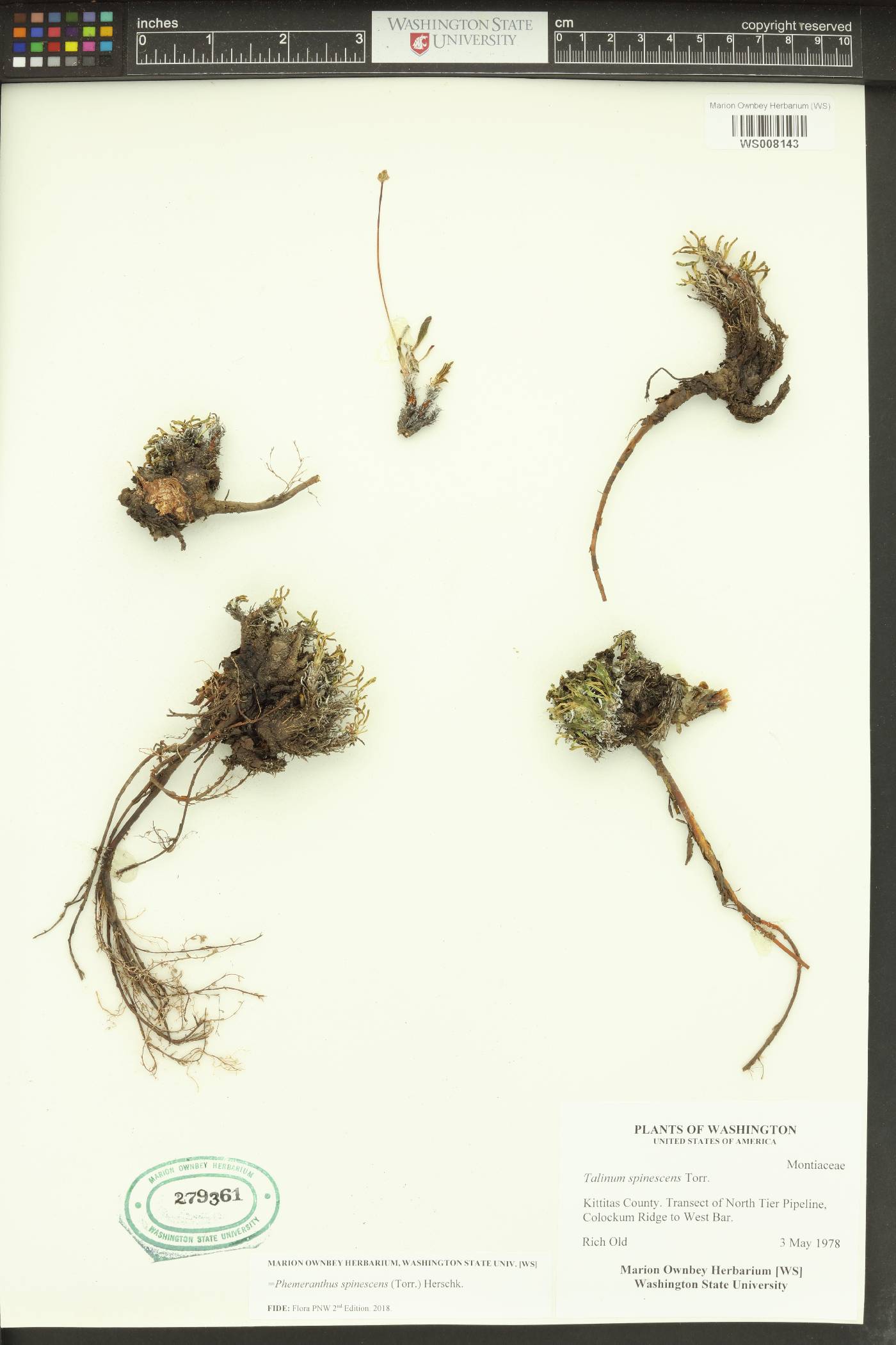 Phemeranthus spinescens image