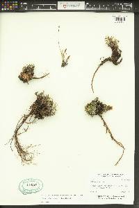 Image of Phemeranthus spinescens