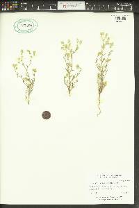 Cryptantha pterocarya image