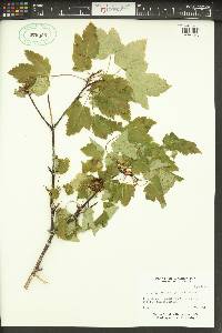 Acer glabrum image