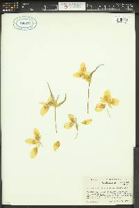 Calochortus albus image