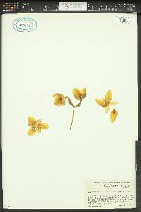 Calochortus albus image