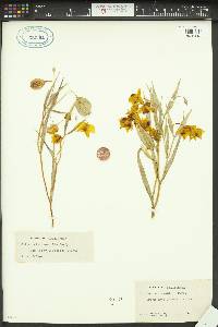 Calochortus amabilis image