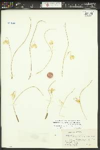 Calochortus elegans image