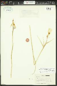 Calochortus macrocarpus image