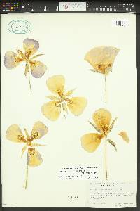 Calochortus macrocarpus image