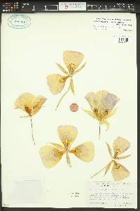 Calochortus macrocarpus image