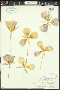 Calochortus macrocarpus image