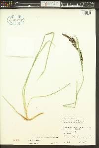 Carex angustata image