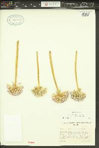 Allium tolmiei var. persimile image