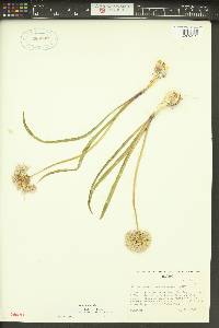 Allium tolmiei var. persimile image