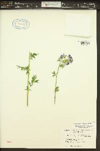 Polemonium californicum image