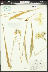 Calochortus eurycarpus image