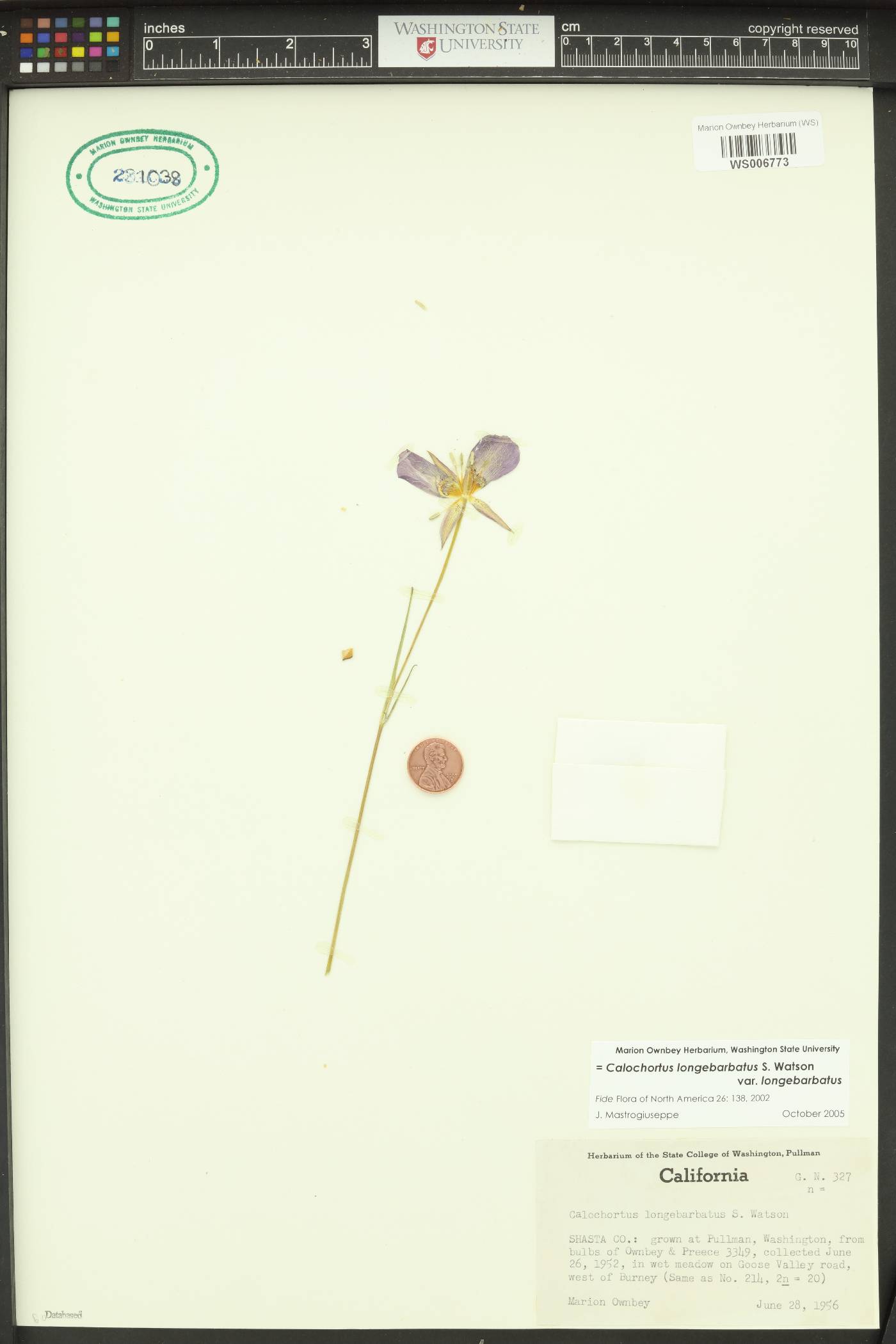 Calochortus longebarbatus var. longebarbatus image