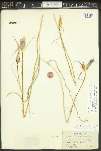 Calochortus macrocarpus image