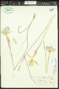 Calochortus macrocarpus image