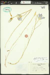 Calochortus macrocarpus image