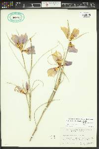 Calochortus macrocarpus image