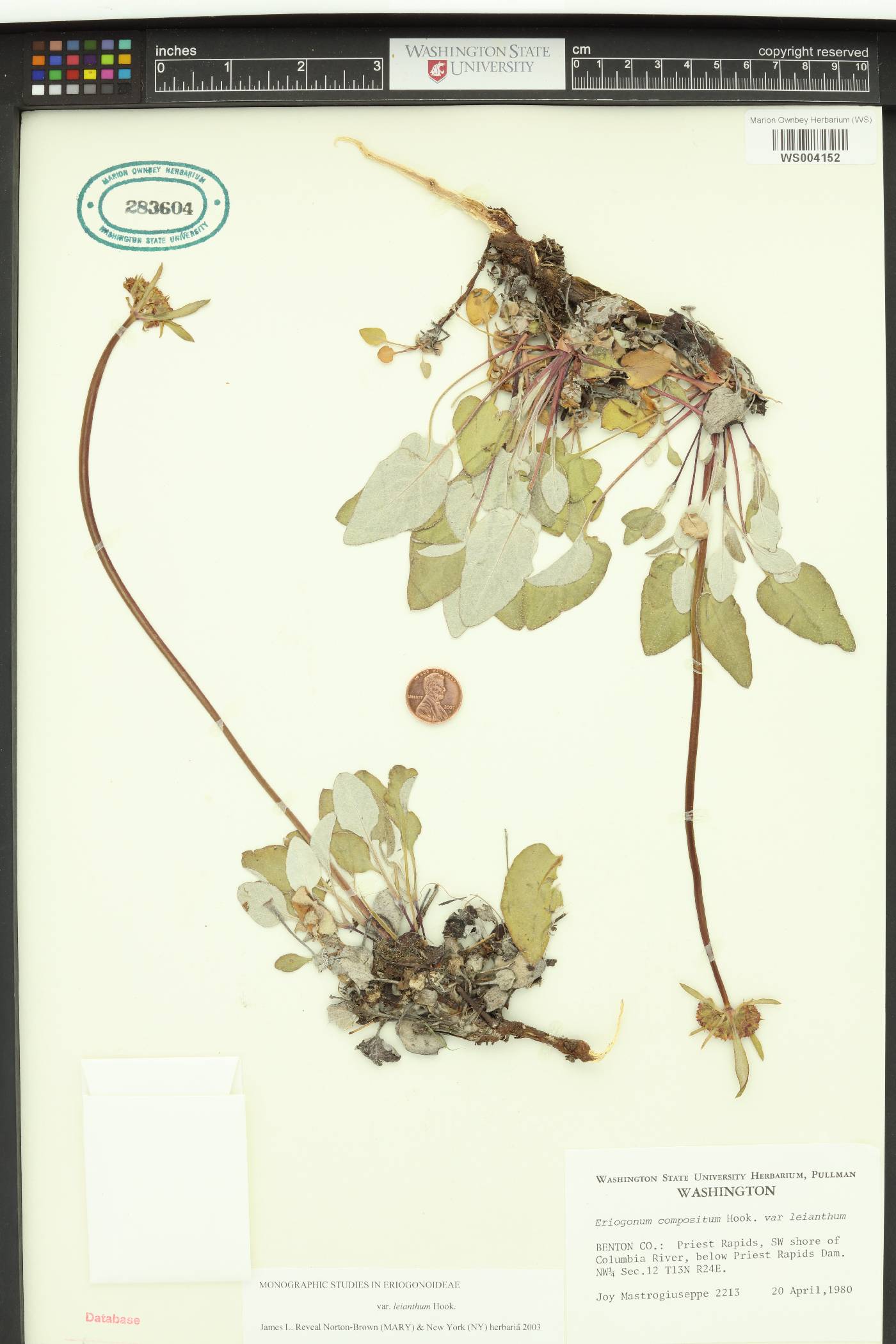 Eriogonum compositum var. leianthum image