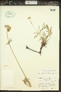 Eriogonum heracleoides image
