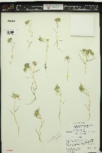 Navarretia leucocephala var. minima image