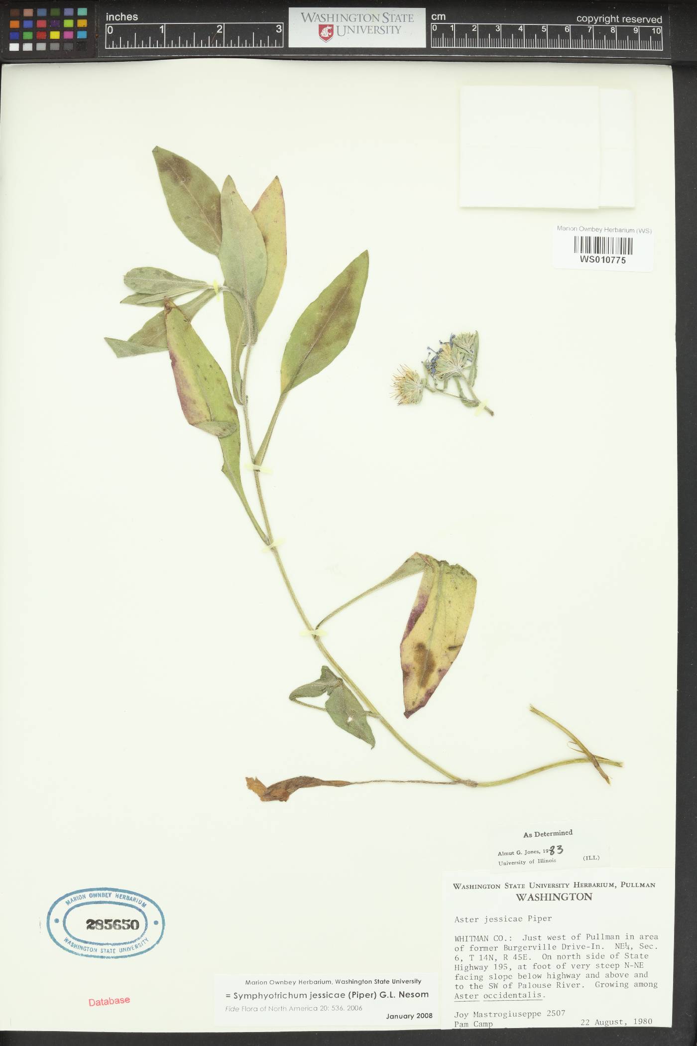 Symphyotrichum jessicae image