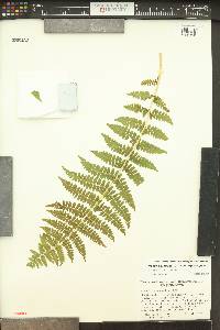 Athyrium asplenioides var. cyclosorum image