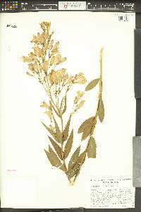 Penstemon venustus image