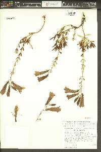 Penstemon fruticosus var. scouleri image