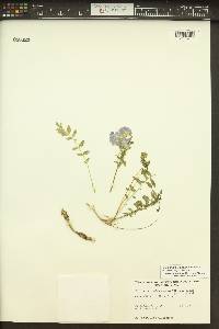 Polemonium californicum image