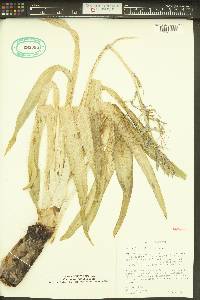 Camassia cusickii image