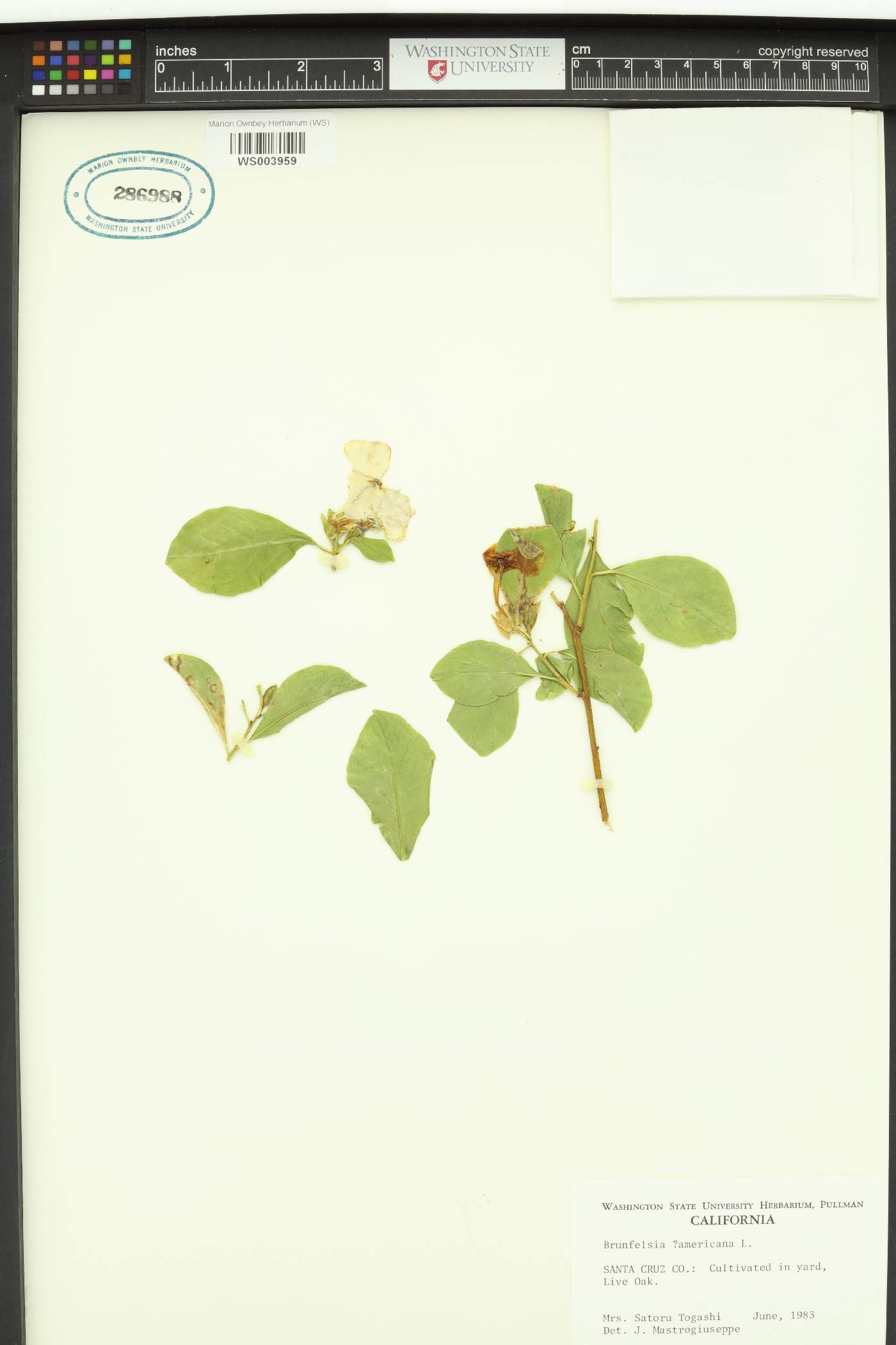 Brunfelsia americana image